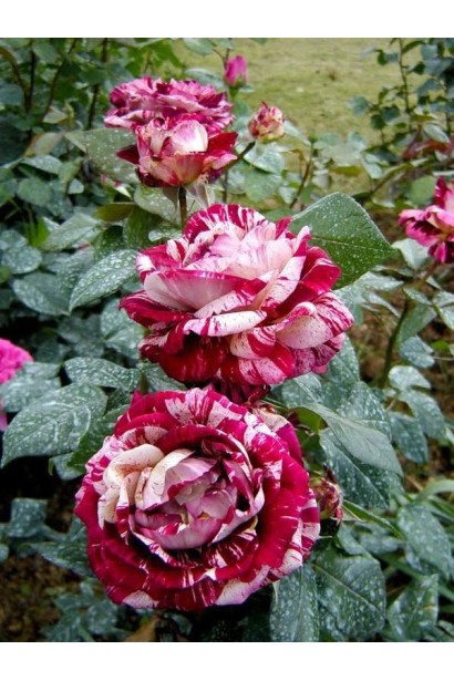 Французька троянда Julio Iglesias у квітнику